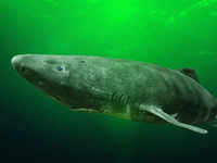<i class="tbold">pacific</i> Sleeper shark (Somniosus <i class="tbold">pacific</i>us)