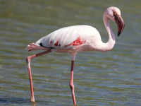 Lesser flamingo (Phoenicoparrus minor)