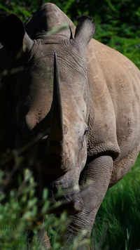 African white <i class="tbold">rhinoceros</i>