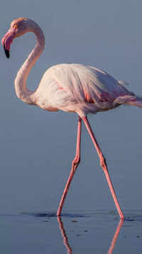 Greater <i class="tbold">flamingos</i>