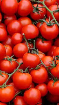 ​Cherry <i class="tbold">tomato</i>es