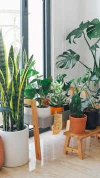​10 plants everyone should keep in their <i class="tbold">home</i> garden
