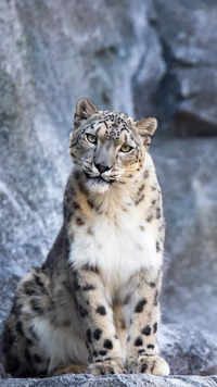 Snow <i class="tbold">leopard</i>