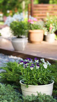 ​10 practical tips to create the most beautiful home garden