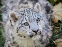Snow <i class="tbold">leopard</i> (Panthera uncia)