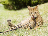 Savannah cat (serval + domestic cat)