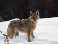 Coywolf (coyote + wolf)