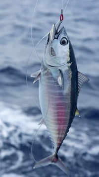 <i class="tbold">bluefin</i> tuna