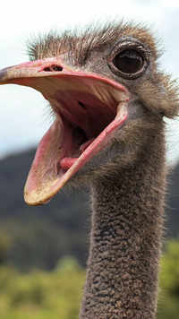 <i class="tbold">ostrich</i>