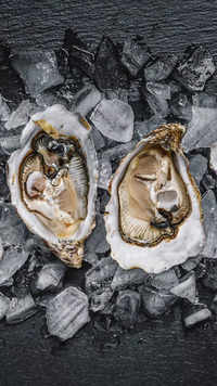 <i class="tbold">oyster</i>s