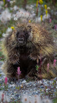 ​10 fascinating details about <i class="tbold">porcupines</i>​