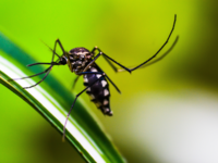 ​Easy <i class="tbold">tricks</i> to keep mosquitoes at bay