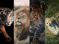 Tiger vs Lion vs Leopard vs <i class="tbold">cheetah</i>s: Which animal is the strongest