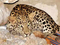 Mumbai leopard sighting