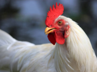​H5N1 bird flu was first identified in 1996​