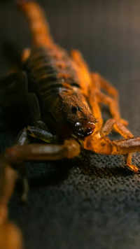 <i class="tbold">arizona</i> bark scorpion