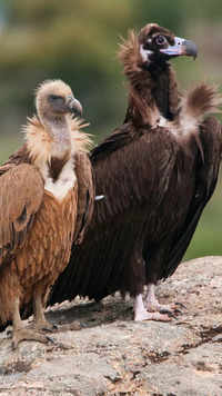 ​Vulture