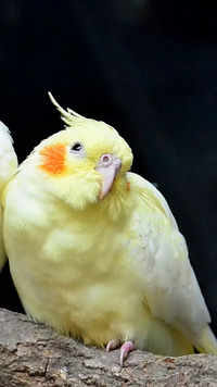 Beautiful <i class="tbold">birds</i>