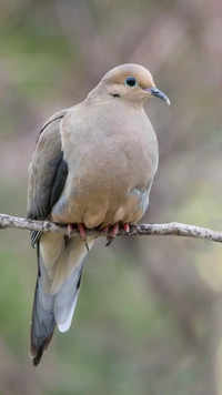 ​Mourning dove