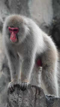 <i class="tbold">japanese</i> macaque