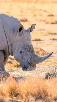 Northern white <i class="tbold">rhinoceros</i>