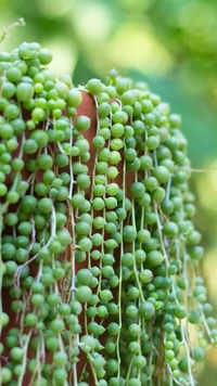 ​String of pearls