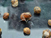 <i class="tbold">snails</i>