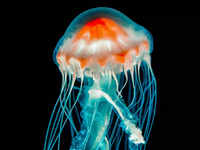 <i class="tbold">jellyfish</i>