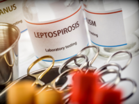​The threat of <i class="tbold">leptospirosis</i> in India