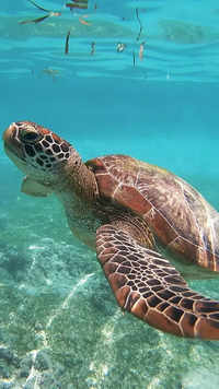 Sea <i class="tbold">turtle</i>