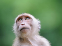 ​HongKong records the first human case of B <i class="tbold">virus infection</i> from a monkey​
