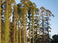 Traditional usage of the cedar <i class="tbold">wood</i>