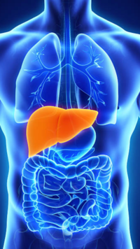 World <i class="tbold">liver</i> Day 2024: 10 warning signs <i class="tbold">liver</i> needs care​