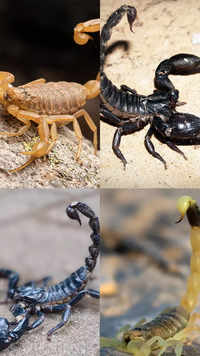 World's most <i class="tbold">dangerous</i> scorpions