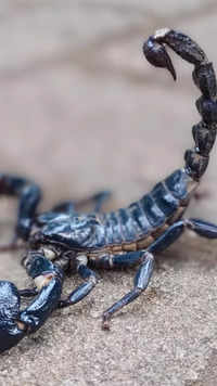 Blue scorpion