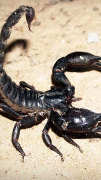 Black <i class="tbold">spitting</i> scorpion