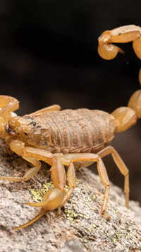 <i class="tbold">arizona</i> bark scorpion