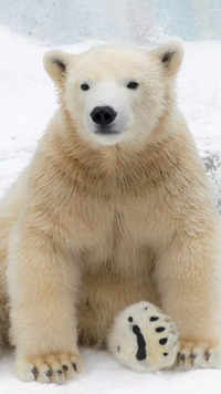 ​<i class="tbold">polar bear</i>s