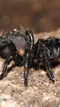 <i class="tbold">sydney</i> funnel-web spider