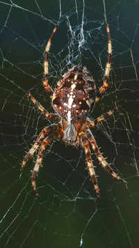 10 most <i class="tbold">dangerous</i> spiders from across the world