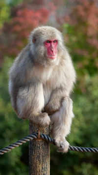 <i class="tbold">japanese</i> macaques