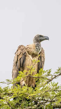 Egyptian <i class="tbold">vultures</i>