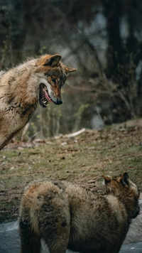 Wolf packs