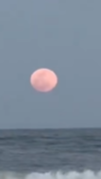What is the Pink <i class="tbold">moon</i>?