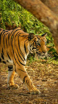 <i class="tbold">tiger</i>s are endangered