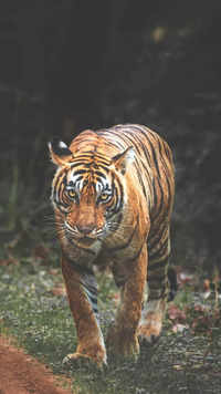Tiger's skin is <i class="tbold">also</i> striped