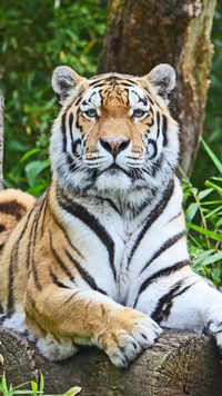 <i class="tbold">tiger</i> subspecies