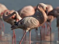 Lesser Flamingo (Phoeniconaias <i class="tbold">minor</i>)