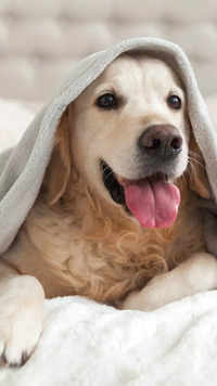 ​A <i class="tbold">blanket</i> for your pet