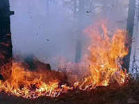 <i class="tbold">forest fire</i> in Nainital